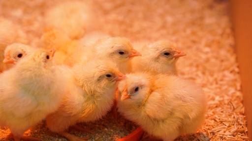 Beobachte die Osterbibeli im Livestream