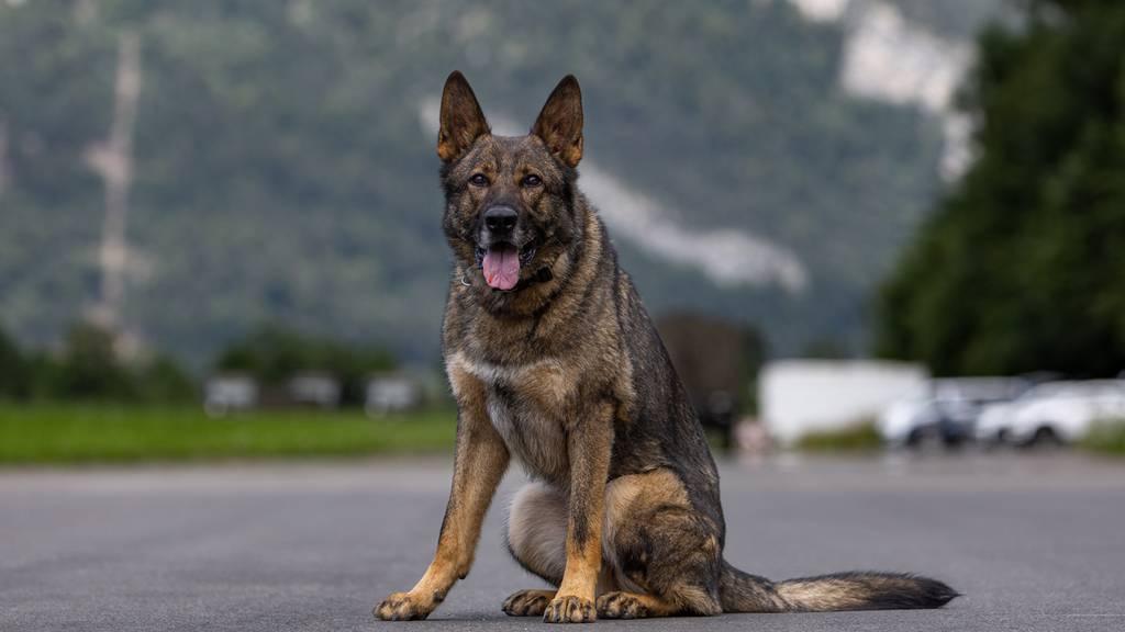 Polizei schnappt zwei mutmassliche Einbrecher – dank Polizeihund Rusty