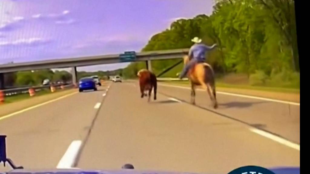 Hier jagt ein Cowboy eine Kuh – mitten auf dem Highway!