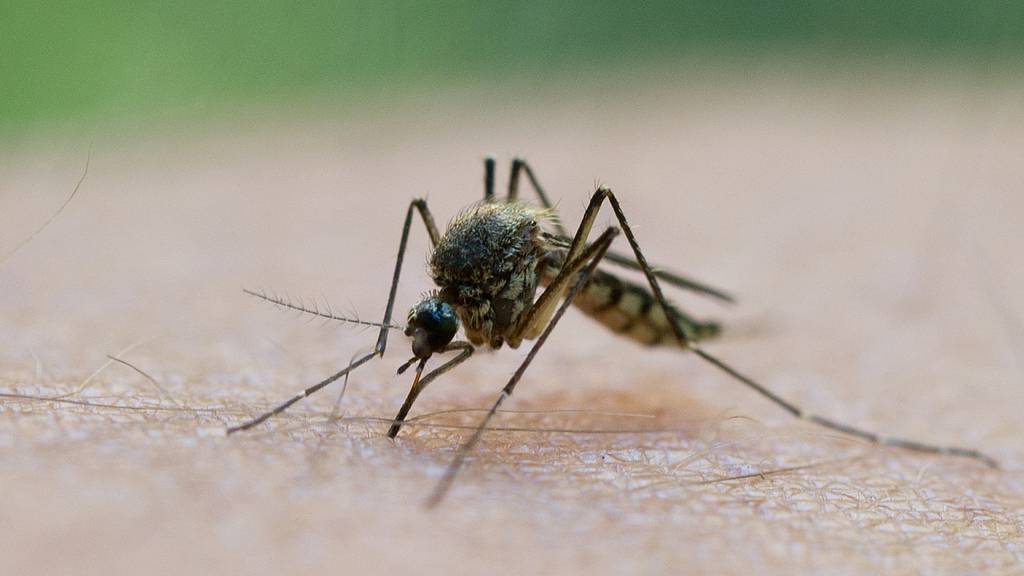 Asiatische Buschmücke vermiest uns den Sommer