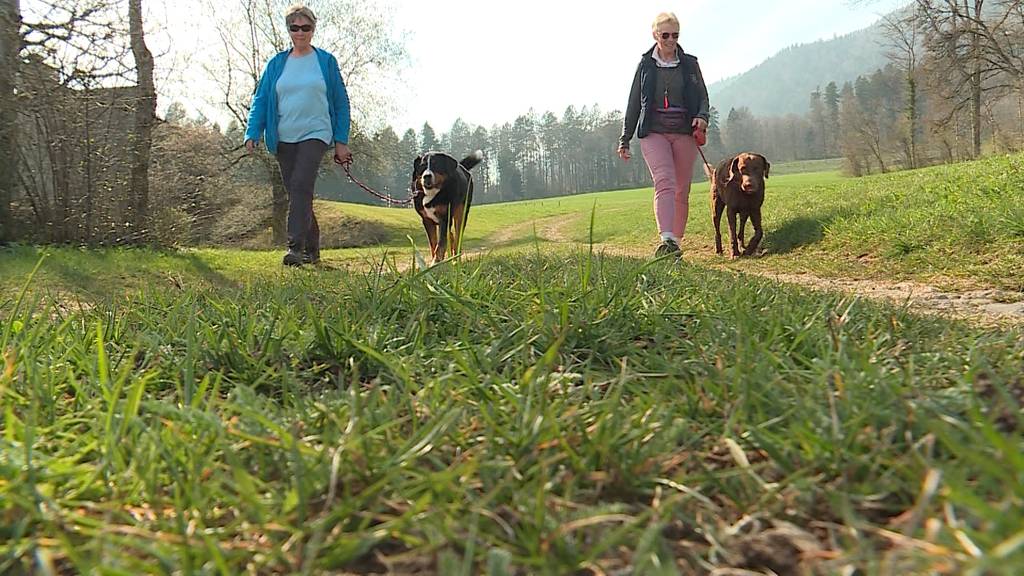 Halten sich die Hundebesitzer an das neue Gesetz?