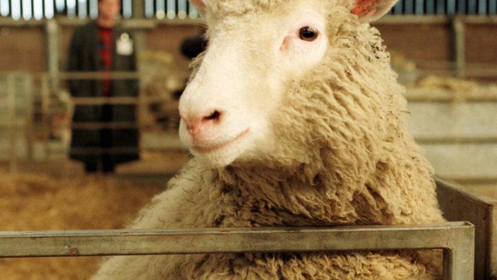 Das erste geklonte Schaf Dolly - damals sieben Monate alt - im Februar 1997. Nur sechs Jahre später starb das berühmte Schaf an einer Lungenkrankheit. (Archivbild)
