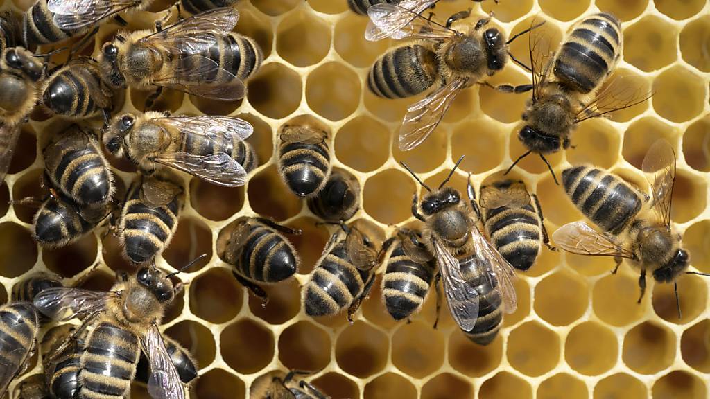 Bienenvölker: «Das ist der höchste Verlust seit zehn Jahren»