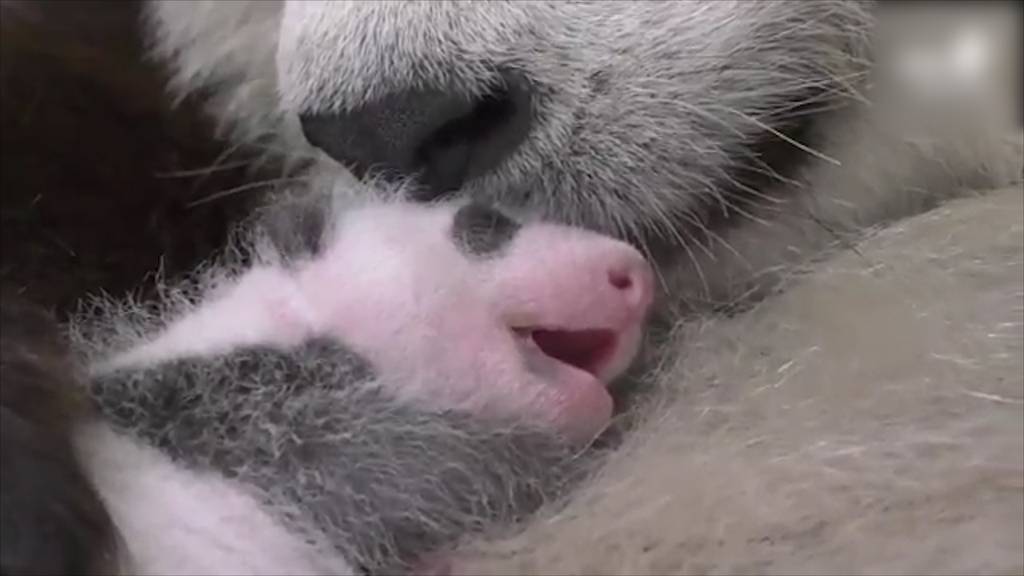 Gesund und munter: Berliner Panda-Zwillinge