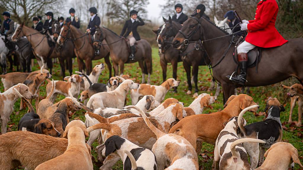 Die Reiter in ihren roten Jacken und ihre Hundemeuten ziehen vor allem am «Boxing Day», dem zweiten Weihnachtstag, zahlreiche Schaulustige an. (Archivbild)