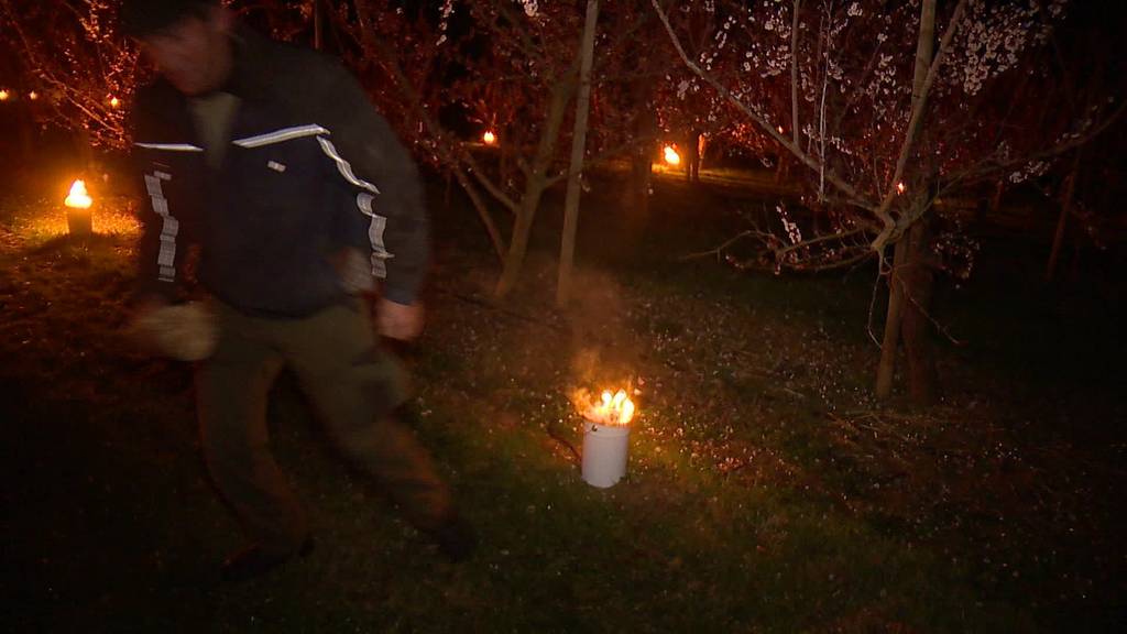 Feuer gegen Kälte: So schützt ein Bauer seine Aprikosen
