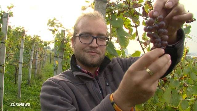 Jüngster Winzer von Zürich