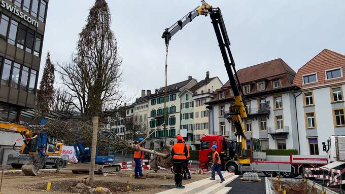 Kran setzt 16 neue Bäume auf dem Solothurner Postplatz