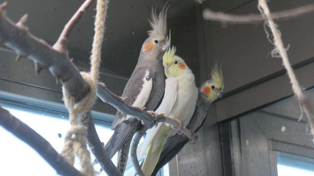 Sparkie, Moe & Whoopie