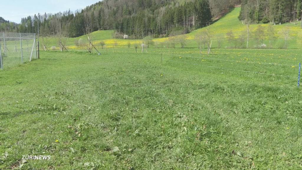 Drei Aplakas tot: Wolfsriss an Zürcher Grenze