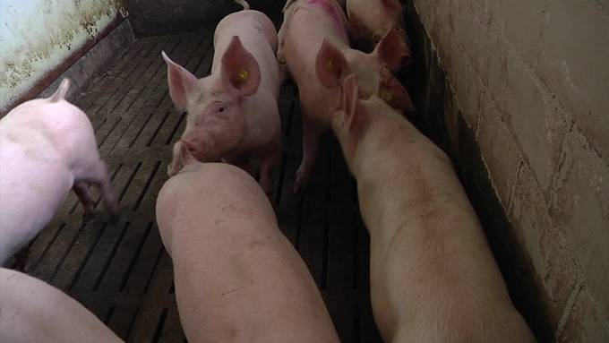 Gericht spricht Bauern aus Muolen wegen Tierquälerei schuldig