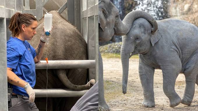 Junger Elefant infiziert sich mit tödlichem Virus