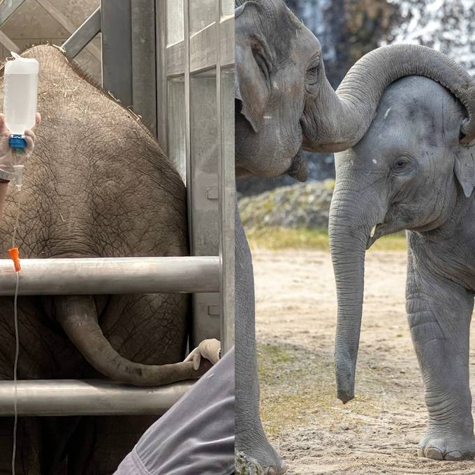 Junger Elefant infiziert sich mit tödlichem Virus
