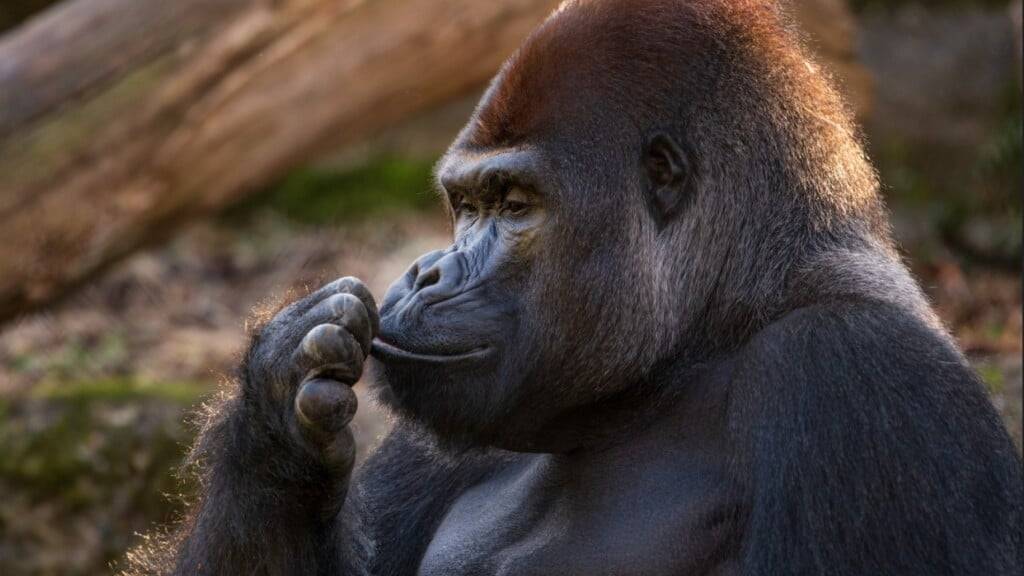 Der Silberrücken der Basler Gorillagruppe, M’Tongé, ist im Alter von 26 Jahren gestorben.