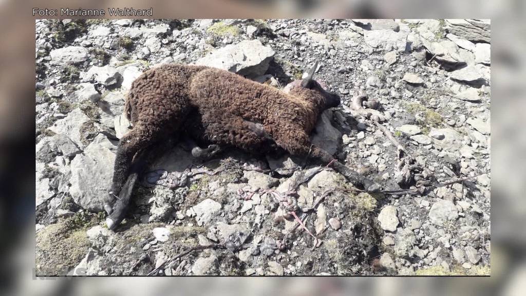 Wolf reisst 5 Schafe auf der Alp Tschingelfeld: «Schutzmassnahmen sind unmöglich», sagt der Hirt