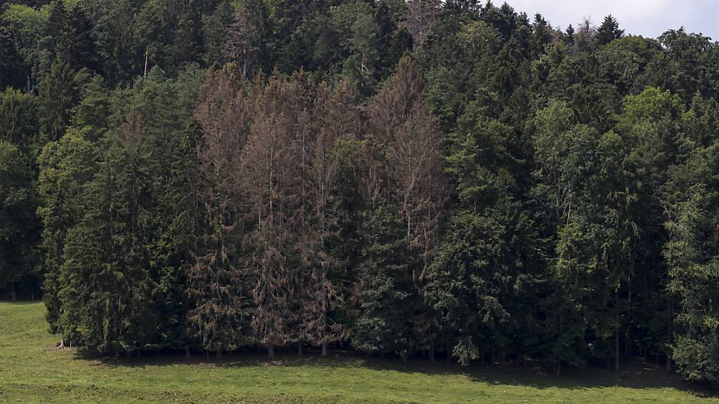 Vom Borkenkäfer befallene Tannen sind ein Grund, weshalb die Aargauer Waldeigentümer vom Kanton bei Aufforstungen unterstützt werden. (Symbolbild)
