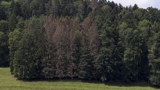 «Die Bäume sind im Dauerstress» – Kanton und Forstbetrieb sind besorgt