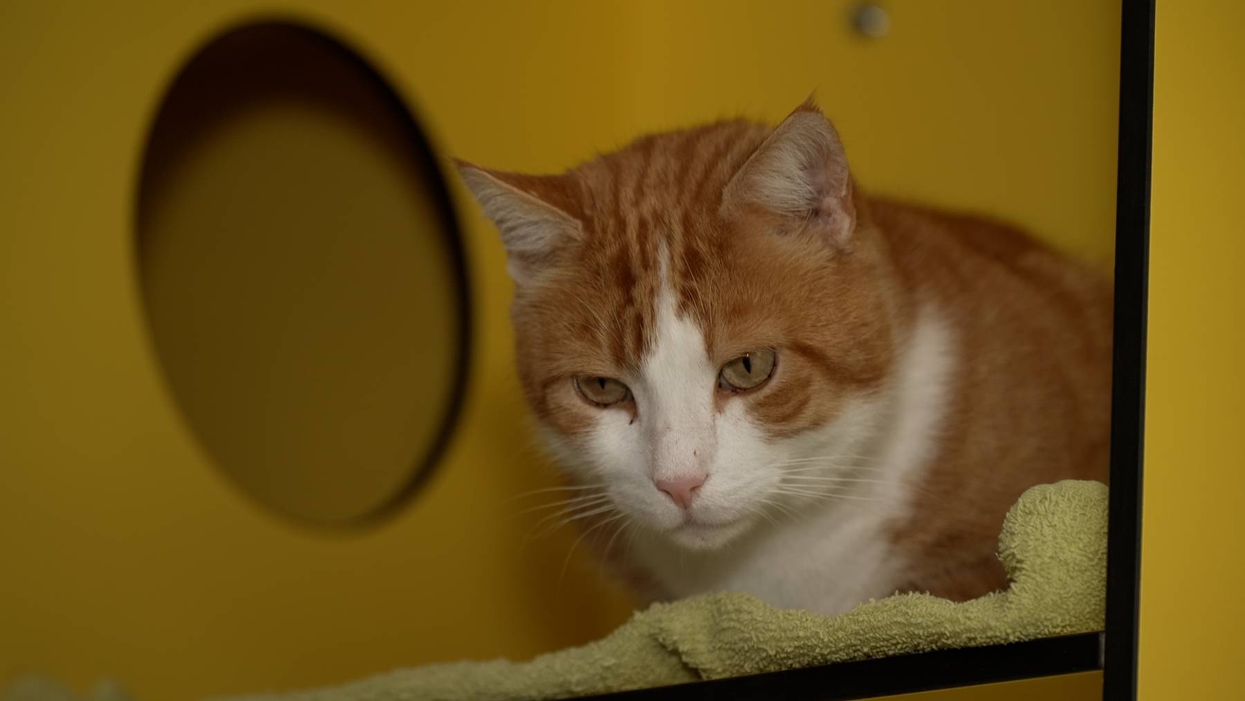 Garfield
