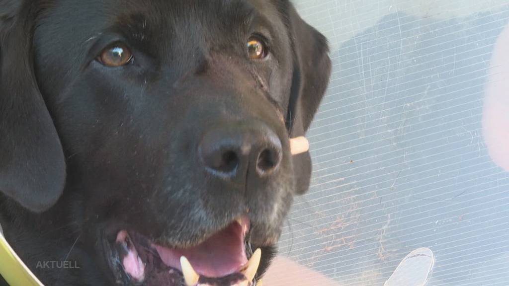 Attacke in Obergösgen: Ein Hund greift Labrador Murphy an, der Halter läuft weiter