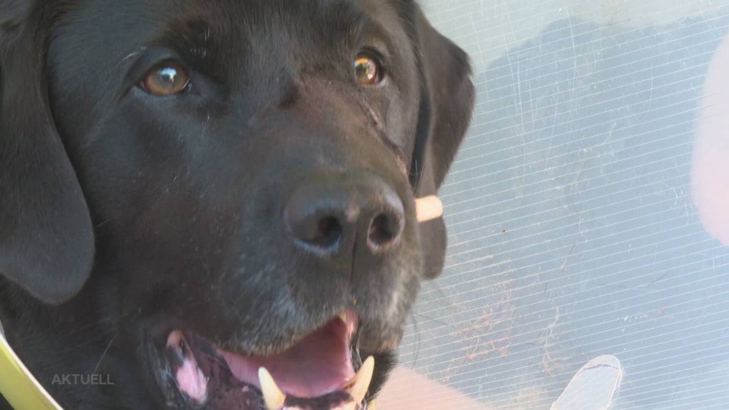 Attacke in Obergösgen: Ein Hund greift Labrador Murphy an, der Halter ...