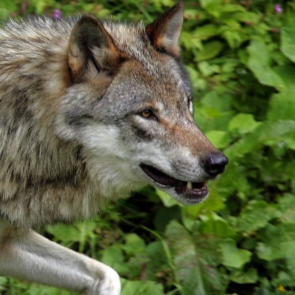 Überfahrener Wolf von Immensee riss die 25 Schafe in Bonstetten – und war angeschossen