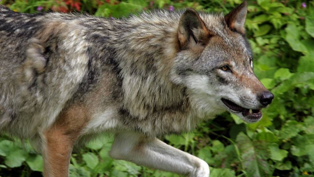 Durch eine aktive Regulierung sollen die Wolfsbestände regional so gehalten werden, dass sie für die Tierhaltung tolerierbar sind. Die Umweltkommission des Nationalrats hat am Dienstag einem entsprechenden Vorschlag ihrer Schwesterkommission zugestimmt. (Themenbild)