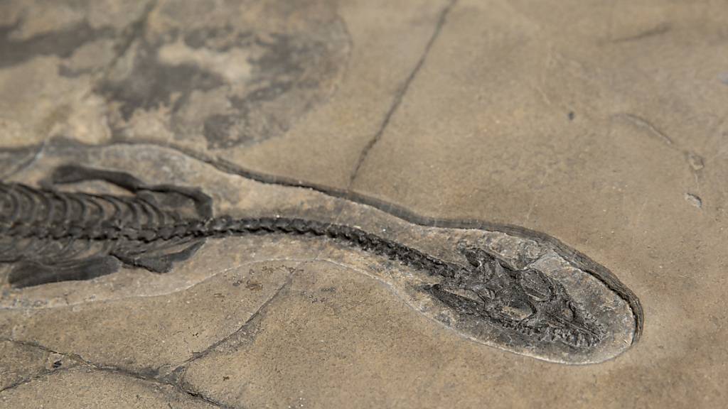 Das Fossil der neuen Pachypleurosaurier-Art. Gefunden wurde es auf 2740 Metern Höhe südlich von Davos.