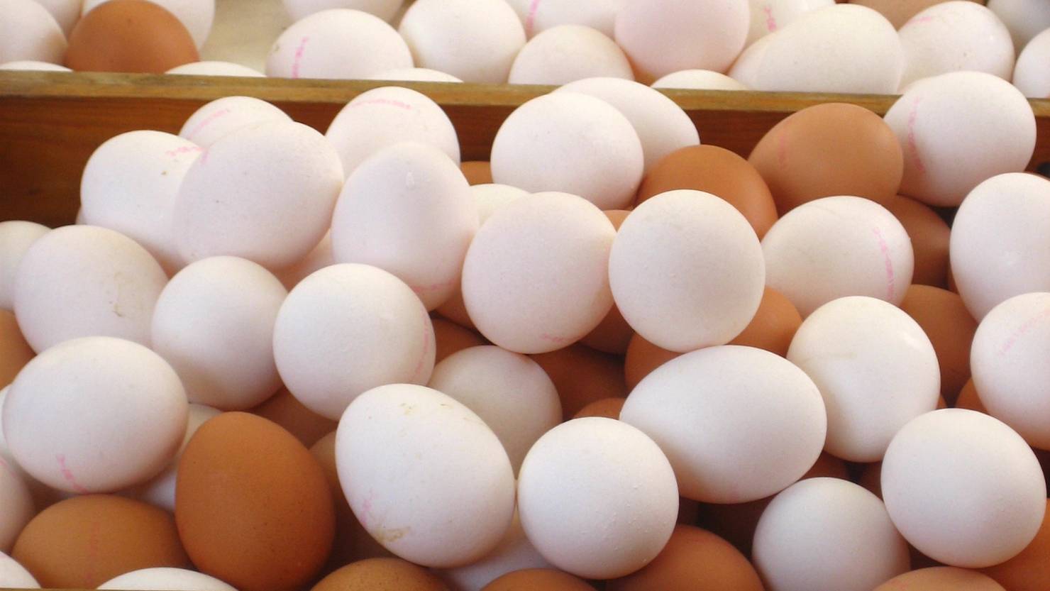 К чему снится собирать много куриных яиц. Куриные яйца в лотке. Яйцо домашнее куриное. Яйцо куриное 30 шт. Лекарства, основанные на куриных яйцах.