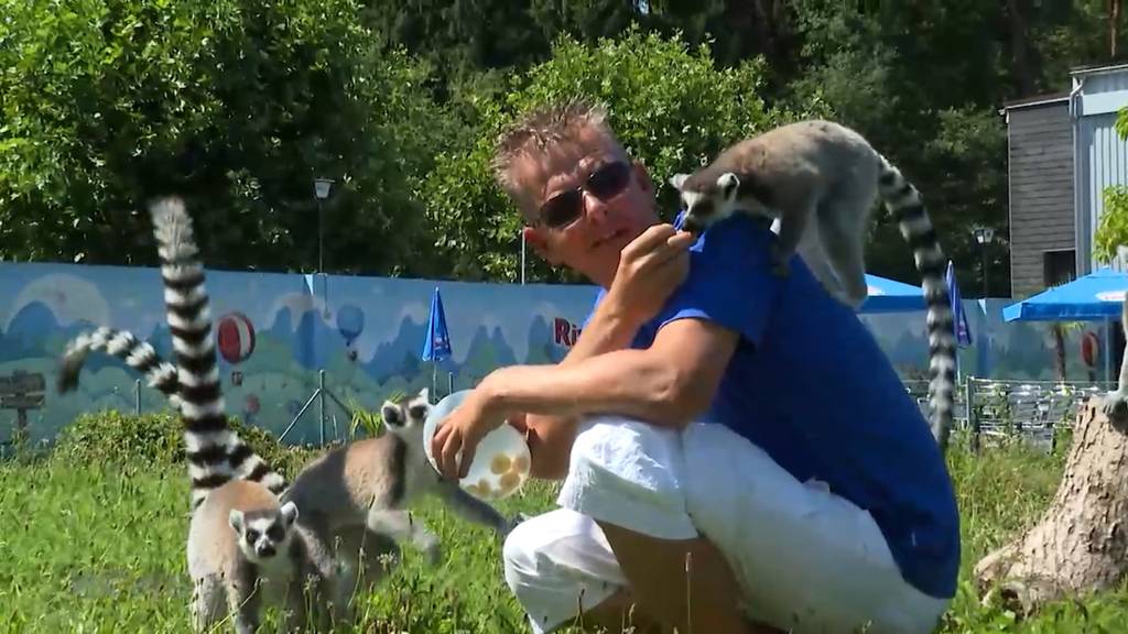 «Otter-Vierlinge sind eine Sensation»: Tierpark Seeteufel freut sich über viel Nachwuchs