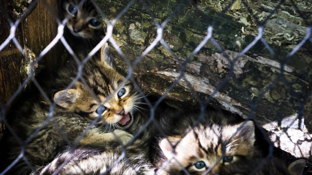 Am 27. März sind im Zoo La Garenne in Le Vaud VD fünf Wildkatzenbabys geboren worden. Nach etwas mehr als drei Wochen wagen sie sich allmählich aus dem sicheren Versteck.