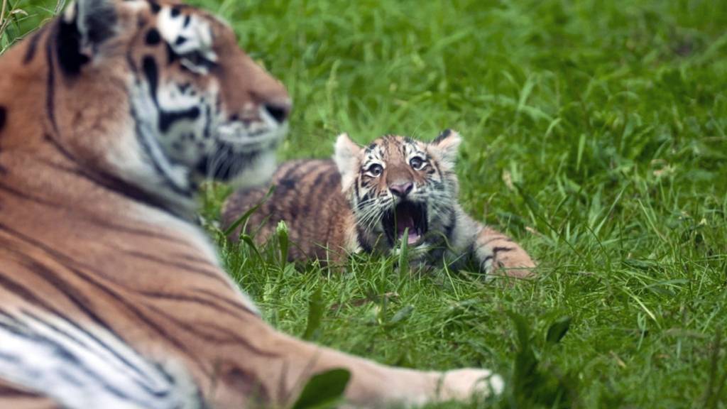 Amur-Tiger sollen in Kasachstan wieder heimisch werden. (Archivbild)