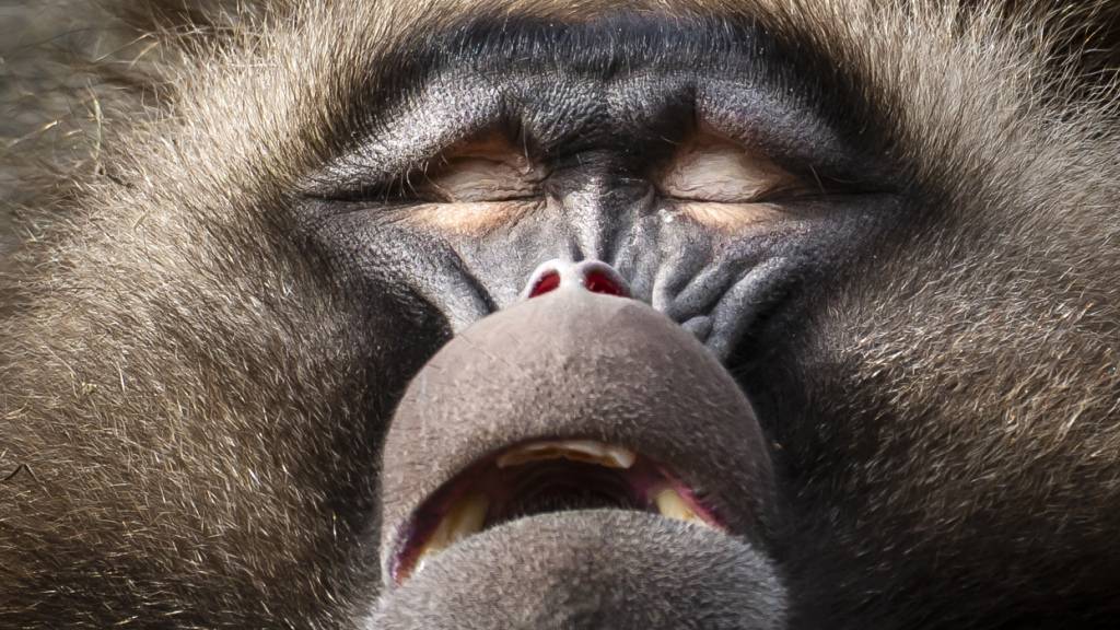 Zoo Zürich kassiert nach Affen-Tötung Strafanzeige von Peta