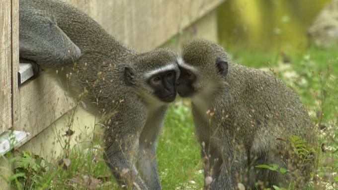 Deshalb sind Meerkatzen aggressiv