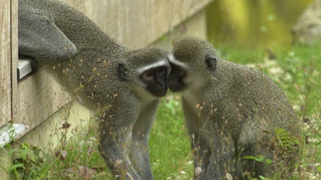 Zwei Vervet-Meerkatzen spielen im Basler Zolli. Kämpfe mit anderen Gruppen versuchen Männchen laut einer neuen Studie zu verhindern, indem sie eigene aggressive Gruppenmitglieder angreifen.