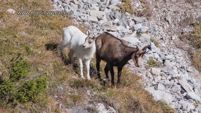 Seltener Anblick im tiefen Diemtigtal