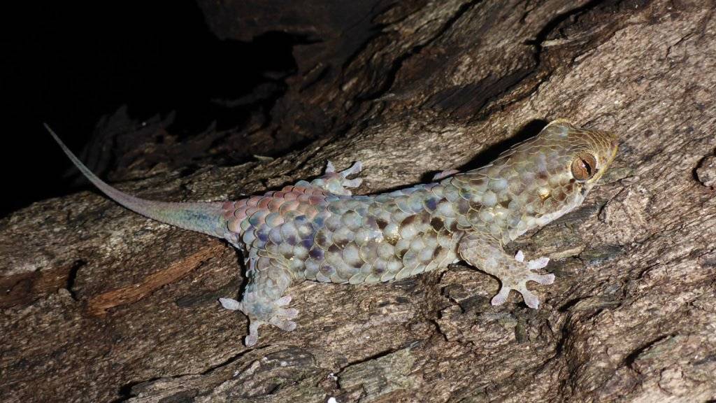 Wirft bei Angriff gleich sein Schuppenkleid ab: Der in Madagaskar lebende Gecko Geckolepis megalepis.