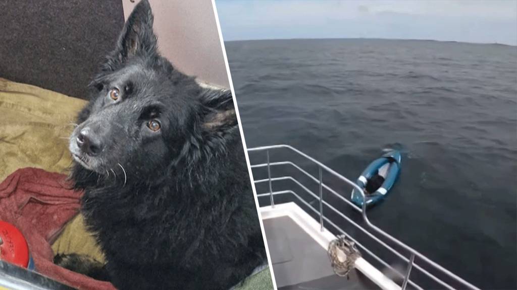 In Kayak abgetrieben: Hund vier Kilometer vor englischer Küste gerettet