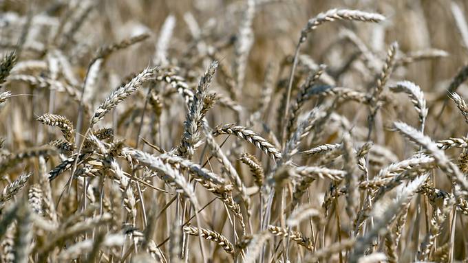 Ukraine kann Getreide endlich wieder exportieren