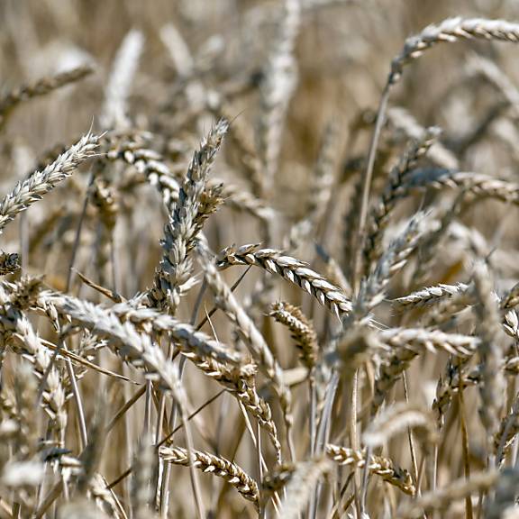 Ukraine kann Getreide endlich wieder exportieren