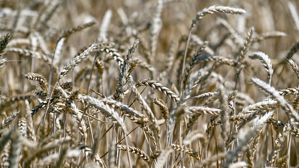 Im Konflikt um die Blockade von Getreide-Exporten aus der Ukraine wurde am Freitag in Istanbul eine Vereinbarung unterschrieben.