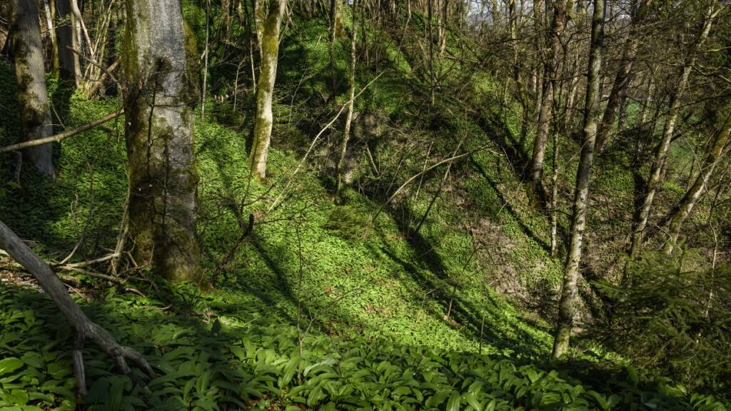 In vielen Schweizer Wäldern wachsen nicht ausreichend junge Bäume nach. (Symbolbild)