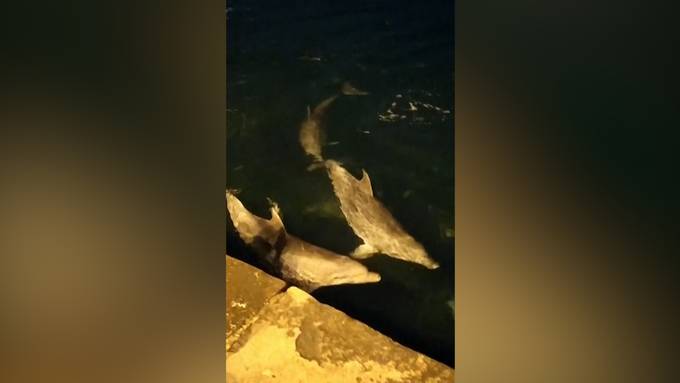 Corona-Lockdown lockt Delfine nach Istanbul