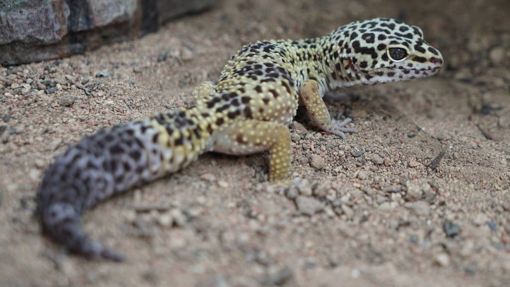 Leopardgeckos