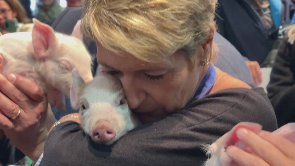 St.Gallen im Ausnahmezustand: Die Olma startet mit «Säulihalten» von Karin Keller-Sutter