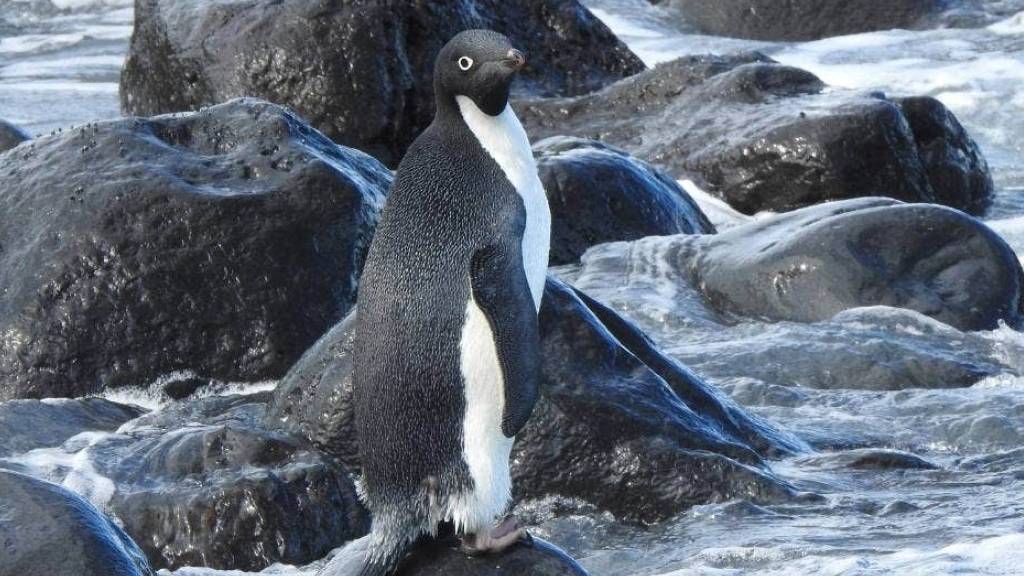 Der reisefreudige Adéliepinguin aus der Antarktis wurde in Neuseeland aufgepäppelt und in der Magnet Bay auf der Banks-Halbinsel wieder ausgesetzt (zVg STUFF).