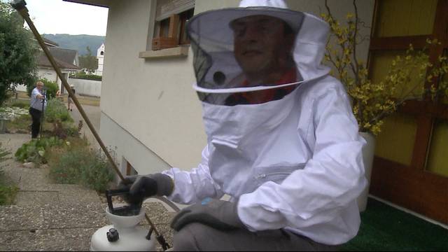 Schädlingsbekämpfer wegen Wespenplage ausgebucht