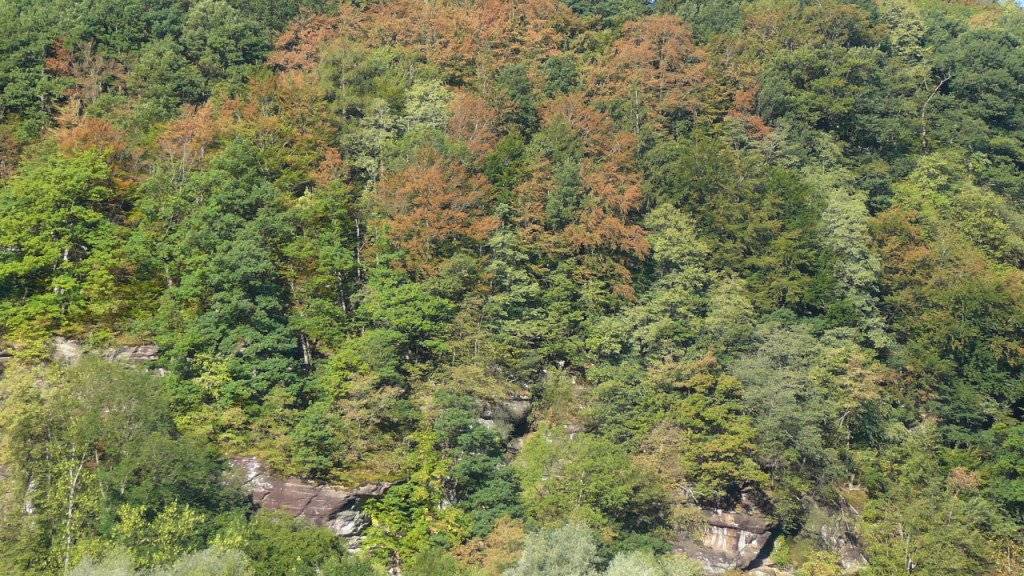 In einem Mischwald in der Nähe von Mels sind Ende Juli 2018 schon zahlreiche Buchenkronen vergilbt oder teilweise entlaubt als Folge der Trockenheit. Jenes Areal liegt an einem Nordosthang in rund 600 Metern Höhe auf flachgründigem Boden.