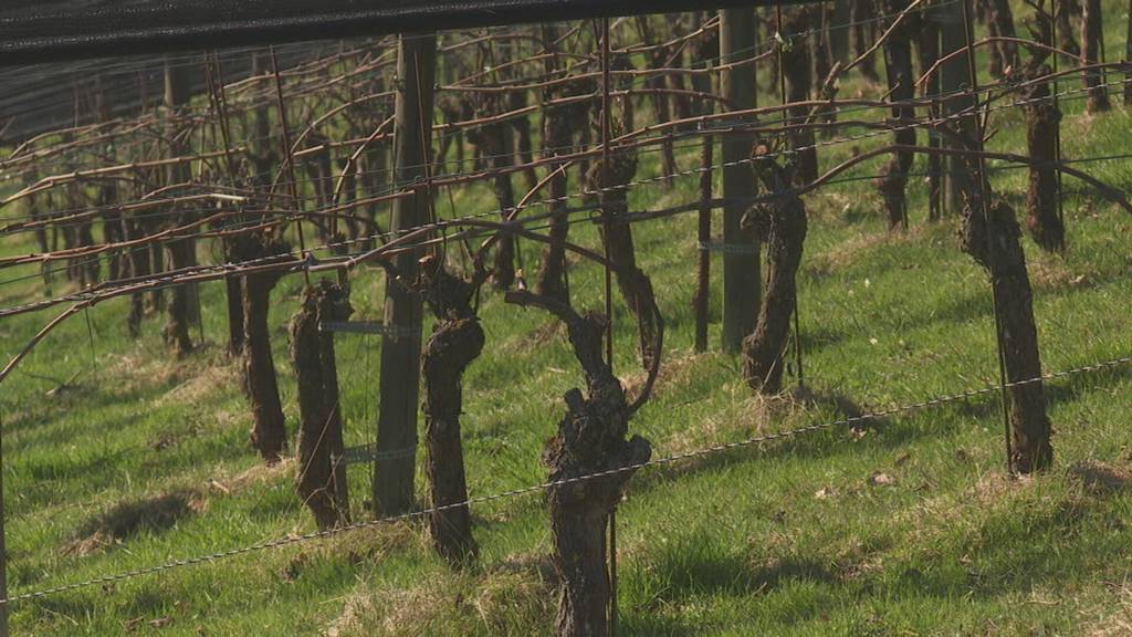 Entwicklung des Weinbaus in der Zentralschweiz