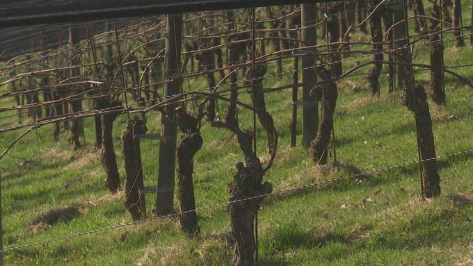 Entwicklung des Weinbaus in der Zentralschweiz