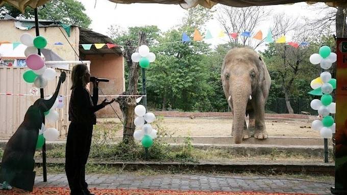 Berühmter Elefant Kaavan in Kambodscha gelandet